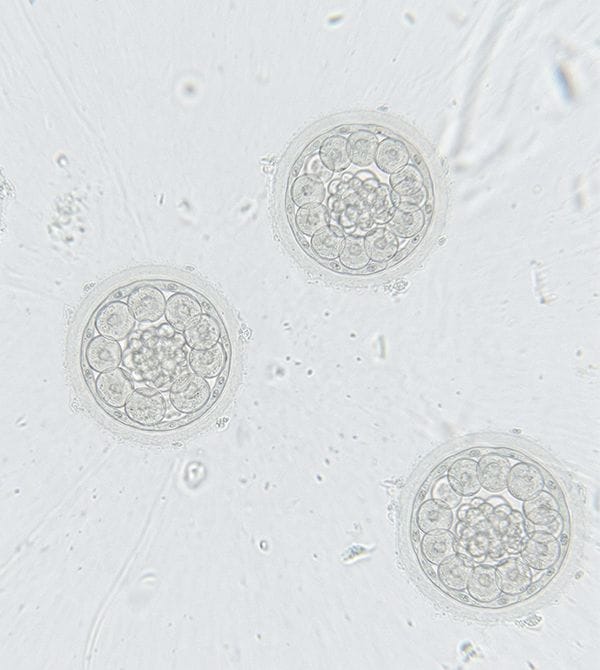Viable Biosciences